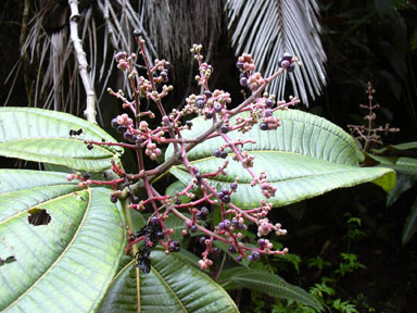 APII jpeg image of Miconia calvescens  © contact APII