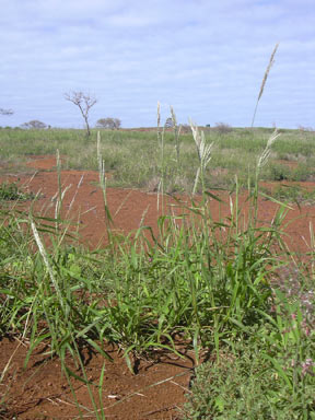 APII jpeg image of Digitaria insularis  © contact APII