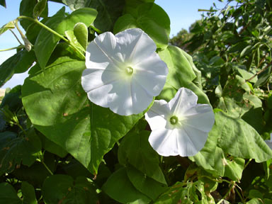 APII jpeg image of Ipomoea indica  © contact APII