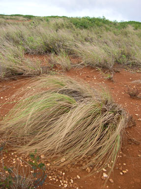 APII jpeg image of Eragrostis curvula  © contact APII