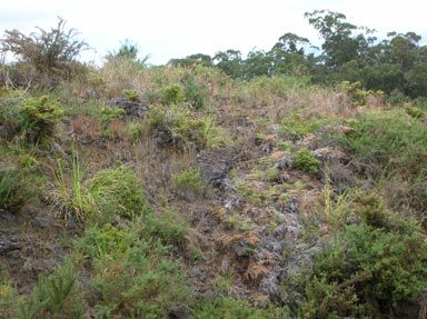 APII jpeg image of Cortaderia jubata  © contact APII