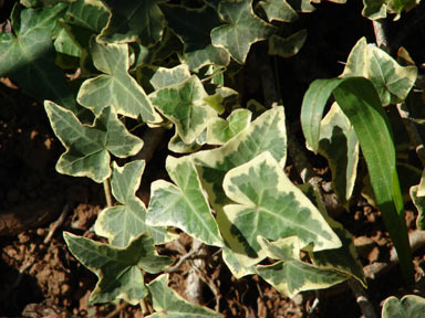 APII jpeg image of Hedera helix  © contact APII