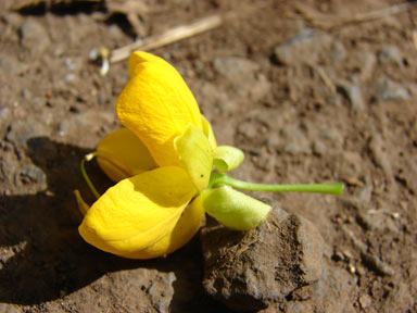 APII jpeg image of Senna pendula  © contact APII