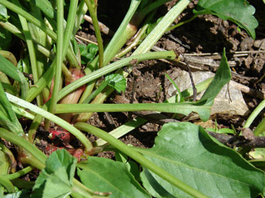 APII jpeg image of Rumex spinosus  © contact APII