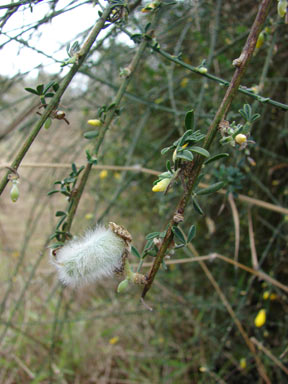 APII jpeg image of Cytisus scoparius  © contact APII