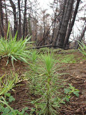 APII jpeg image of Pinus radiata  © contact APII