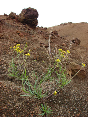 APII jpeg image of Senecio madagascariensis  © contact APII