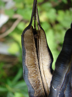 APII jpeg image of Aristolochia elegans  © contact APII