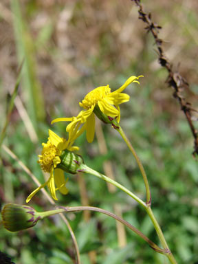 APII jpeg image of Senecio madagascariensis  © contact APII