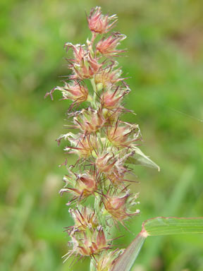 APII jpeg image of Cenchrus echinatus  © contact APII