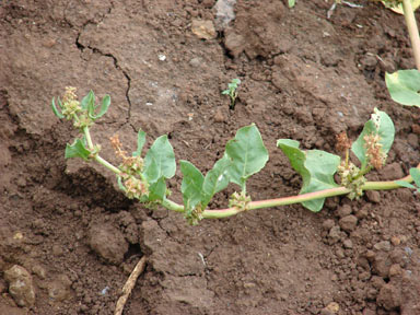 APII jpeg image of Rumex spinosus  © contact APII