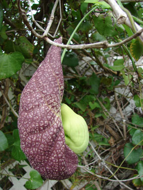 APII jpeg image of Aristolochia elegans  © contact APII