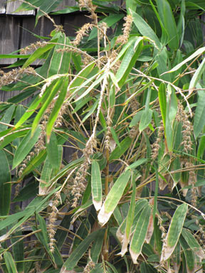 APII jpeg image of Phyllostachys nigra  © contact APII