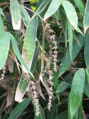 APII jpeg image of Phyllostachys nigra  © contact APII