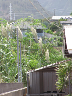 APII jpeg image of Arundo donax  © contact APII