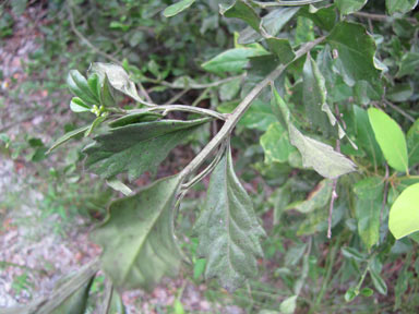 APII jpeg image of Baccharis halimifolia  © contact APII