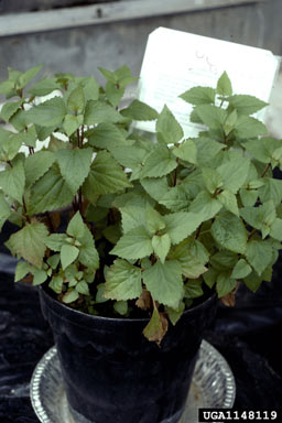 APII jpeg image of Ageratina adenophora  © contact APII