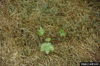 APII jpeg image of Heracleum mantegazzianum  © contact APII