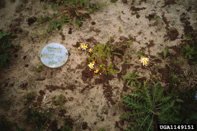 APII jpeg image of Orobanche ramosa  © contact APII