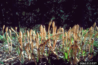 APII jpeg image of Equisetum arvense  © contact APII