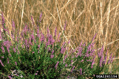 APII jpeg image of Calluna vulgaris  © contact APII