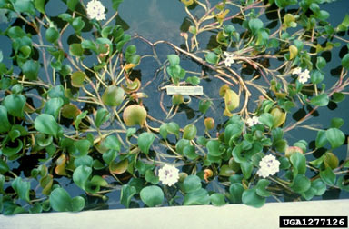 APII jpeg image of Eichhornia azurea  © contact APII