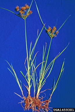 APII jpeg image of Cyperus esculentus  © contact APII