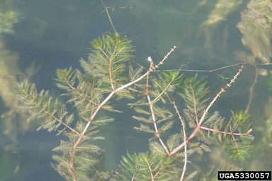 APII jpeg image of Myriophyllum spicatum  © contact APII