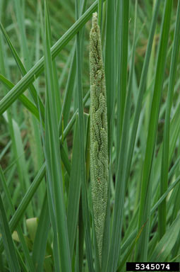 APII jpeg image of Paspalum quadrifarium  © contact APII