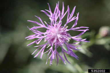 APII jpeg image of Centaurea stoebe subsp. micranthos  © contact APII