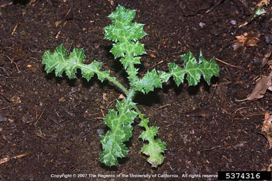 APII jpeg image of Carduus pycnocephalus  © contact APII