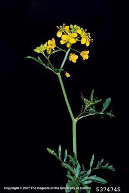 APII jpeg image of Rorippa sylvestris  © contact APII