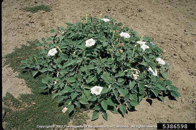 APII jpeg image of Datura wrightii  © contact APII