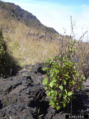 APII jpeg image of Ageratina adenophora  © contact APII