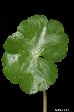 APII jpeg image of Hydrocotyle ranunculoides  © contact APII