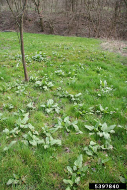 APII jpeg image of Rumex obtusifolius  © contact APII