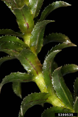 APII jpeg image of Hydrilla verticillata  © contact APII