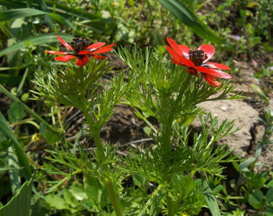 APII jpeg image of Adonis microcarpa  © contact APII