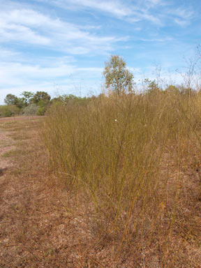 APII jpeg image of Aeschynomene paniculata  © contact APII