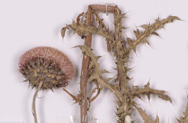 APII jpeg image of Carduus thoermeri  © contact APII