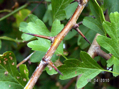 APII jpeg image of Crataegus monogyna  © contact APII