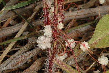 APII jpeg image of Cuscuta planiflora  © contact APII