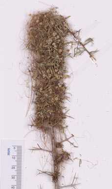 APII jpeg image of Cuscuta planiflora  © contact APII