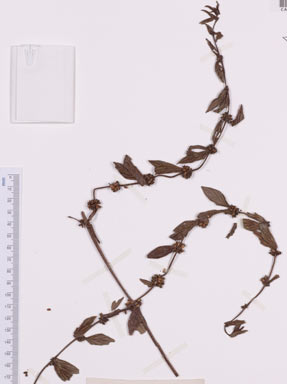 APII jpeg image of Diodia sarmentosa  © contact APII
