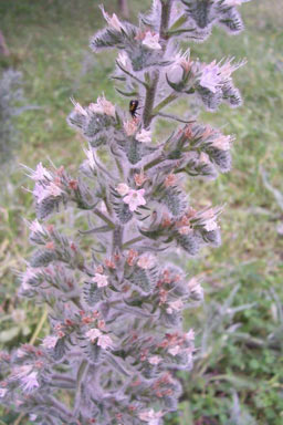 APII jpeg image of Echium italicum  © contact APII