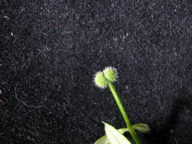 APII jpeg image of Galium aparine  © contact APII