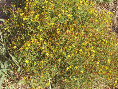 APII jpeg image of Hypericum triquetrifolium  © contact APII