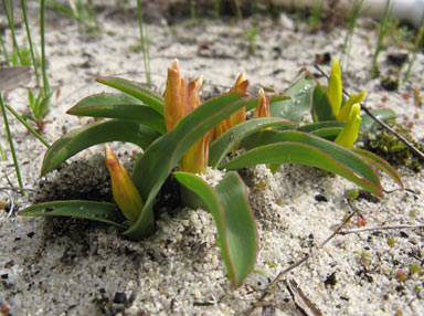 APII jpeg image of Lachenalia reflexa  © contact APII