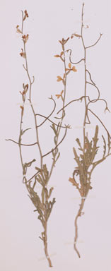 APII jpeg image of Matthiola longipetala subsp. bicornis  © contact APII
