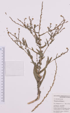 APII jpeg image of Myagrum perfoliatum  © contact APII